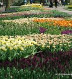 Голландия - тюльпановый рай Европы.