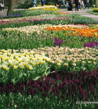 Голландия - тюльпановый рай Европы.