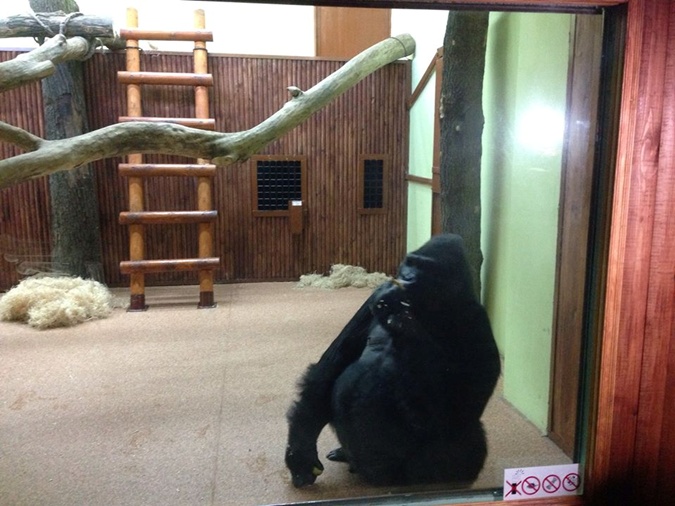 Хайден Панеттьери подарила новый вольер горилле из киевского зоопарка