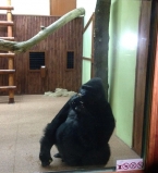 Хайден Панеттьери подарила новый вольер горилле из киевского зоопарка