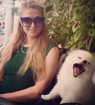 Восемь собак знаменитостей, которые очень любят фотографироваться