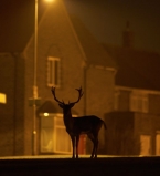 HS cистема Canon