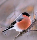 Зима снегирь