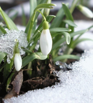 Весна ранняя