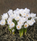 Весна ранняя 2