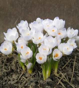 Весна ранняя 2