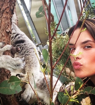 Алессандра Амбросио с коалой