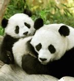 Панды пеаррр