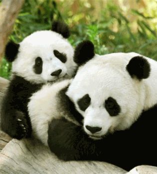 Панды пеаррр