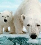Белый медведь1