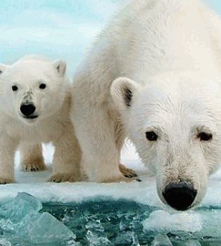 Белый медведь1