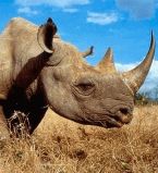 носорог