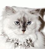 Котэ в брюлликах