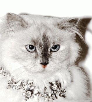 Котэ в брюлликах