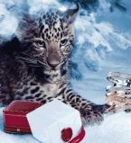 Леопардик в рекламе