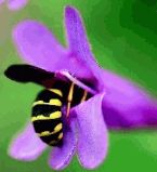 Жизнь цветов