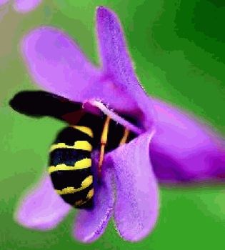 Жизнь цветов