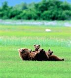 Детеныши животных