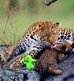 Гигиена животных