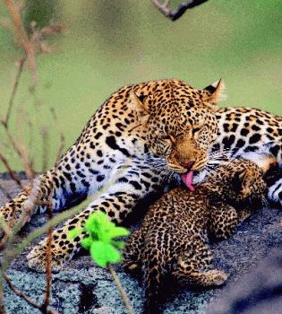 Гигиена животных