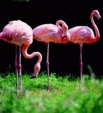 Фламинго