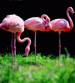 Фламинго
