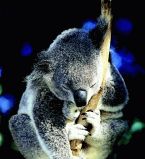 Сон животных