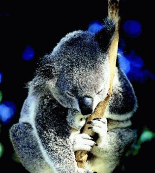 Сон животных