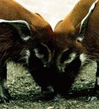 Дикий кабан