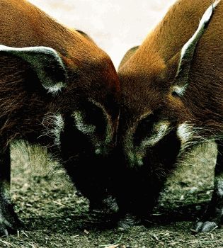 Дикий кабан