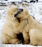 Любоаь животных