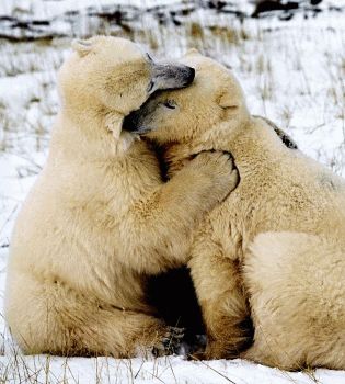 Любоаь животных