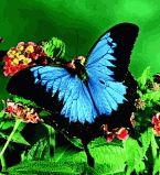 Эффекты бабочек