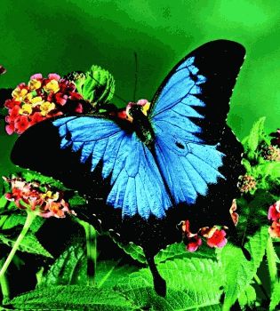 Эффекты бабочек