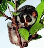 Крошка Лори