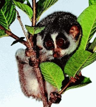 Крошка Лори