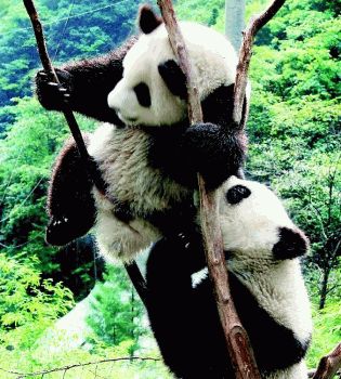 Панды