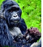 Горные гориллы