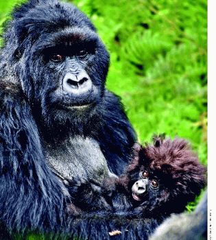 Горные гориллы