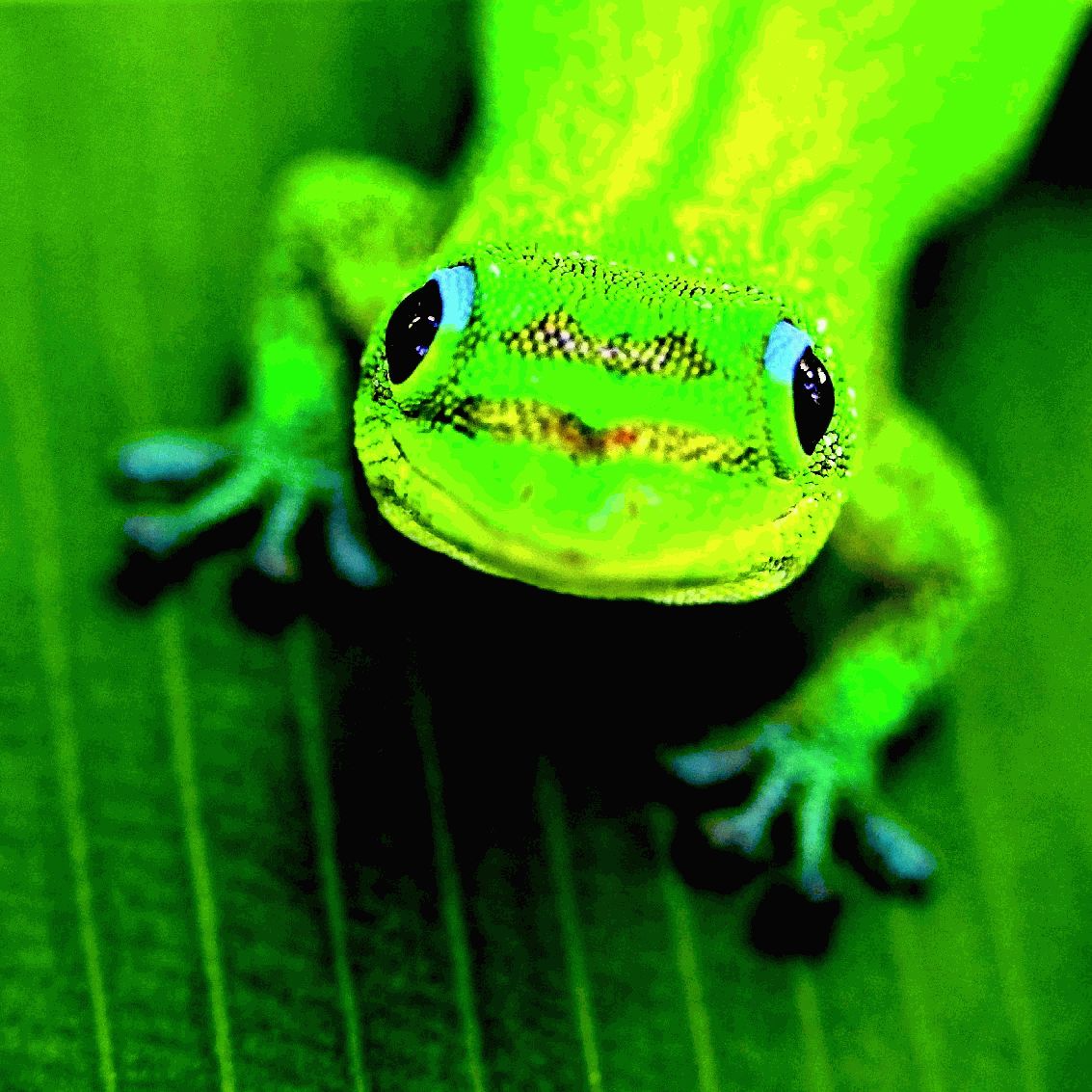 зеленое животное фото