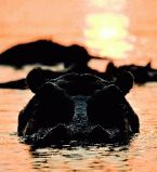 Гиппопотам