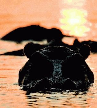 Гиппопотам