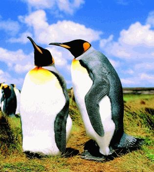 Пингвины - торпеды в перьях