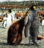 Моногамные животные