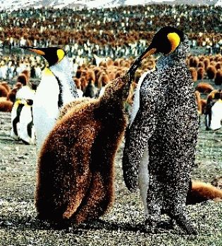 Моногамные животные