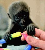 Родственные связи животных