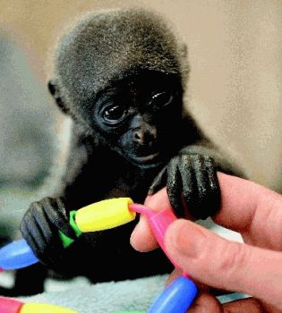 Родственные связи животных