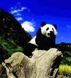 Панда - милый лентяй
