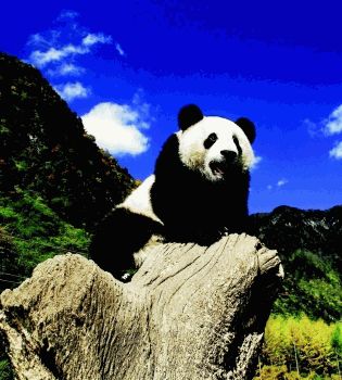 Панда - милый лентяй