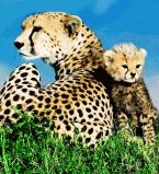 Материнский инстинкт